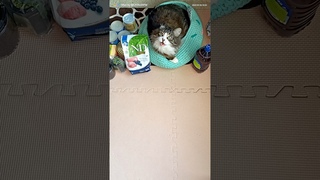 Как приятно получать посылки 🐱 ЕВГЕНИЯ БЛАГОДАРЮ ВАС ЗА ЗАБОТУ 🤗 #распаковка #посылка #animal