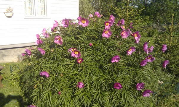 №15, Сергей Бурмакин, 69 лет, Санкт-Петербург №15, Сергей Бурмакин, 69 лет, Санкт-Петербург