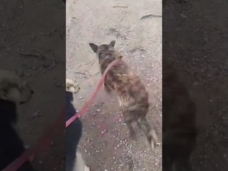 Омск. Живодёры взялись за ружья.