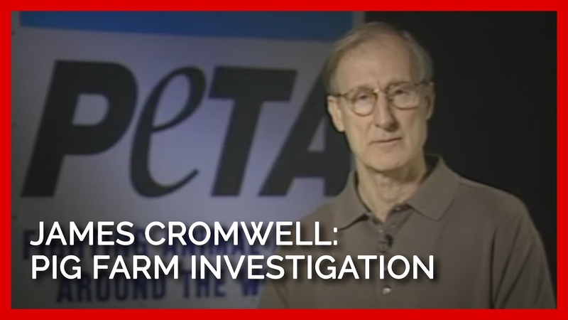James Cromwell Narrates PETAs Pig Farm