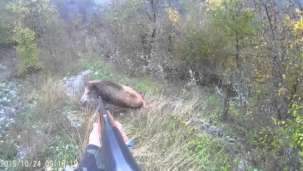 Лов на диви прасета, Wild boar