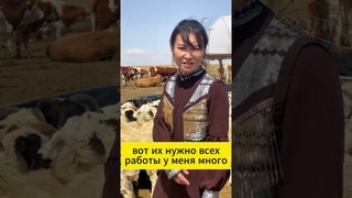 Одинокая бурятка кастрировала баранов и приготовила их яйца. Шэнэхэн АРВМ