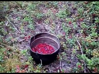 клюква брусника на Лесных озерах .болотах