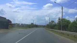 Нарушительница ПДД. Утка с утятами