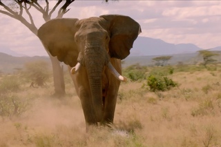 Elephant charges towards cameraman - Nature’s Epic Journeys: Episode 1 Preview - BBC One