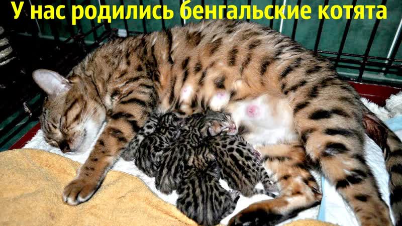 У нас родились бенгальские котята) Но не все