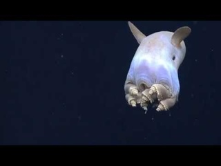 Гримпотевтис (лат. grimpoteuthis) — род глубоководных осьминогов.