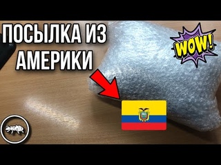 АМЕРИКАНСКИЕ МУРАВЬИ // РАСПАКОВКА ПОСЫЛКИ ИЗ ЮЖНОЙ АМЕРИКИ // AntKeeper