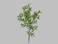 JVC:BP Fsummer Birch 13