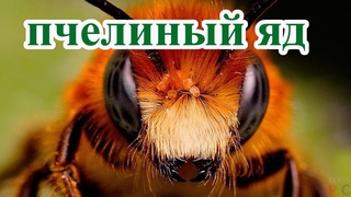 Пчелиный яд лечит аллергию.  Пример из моей практики работы с пчелами.