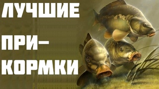 какие прикормки лучше всего подходят разным карповым рыбам