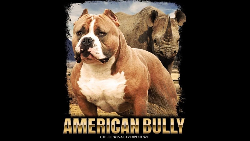 Martinez Bullz Grand Champion