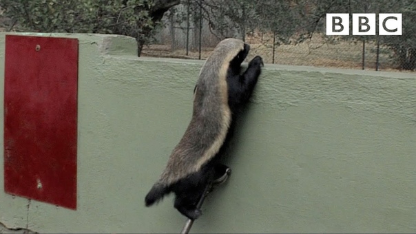 Honey Badger Houdini Honey Badgers: Masters of Mayhem Natural World BBC