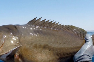 The Spearfishing Ark  - Dimitris Vosios