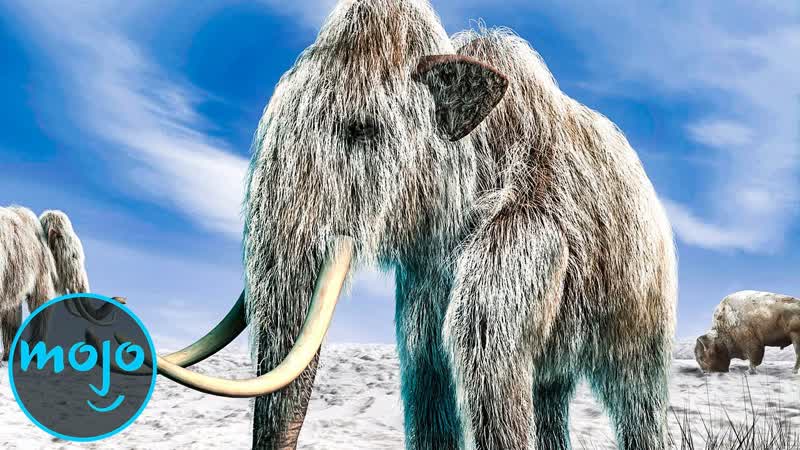 Top 10 Animals Scientists Want to Bring Back From