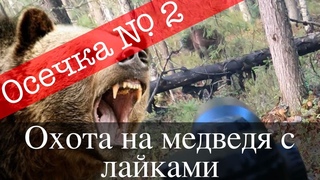 Снова осечка - Охота на медведя с лайками 2023 г.