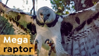 южноамериканская гарпия/How the Harpy Eagle Protects its Chick with Chemical Weapons