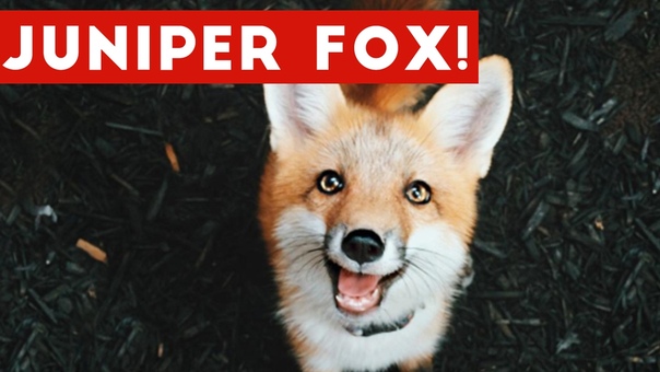 Funniest Juniper Fox Video Compilation, Funny Pet