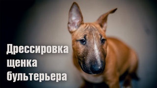Дрессировка щенка бультерьера. Минибуль Дан. (4 месяца)
