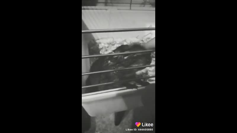 Мексиканская белка дегу