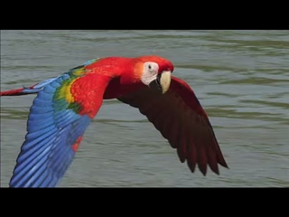 Scarlet Macaws take their medicine. Earthflight (Winged Planet) Narrator David Tennant)