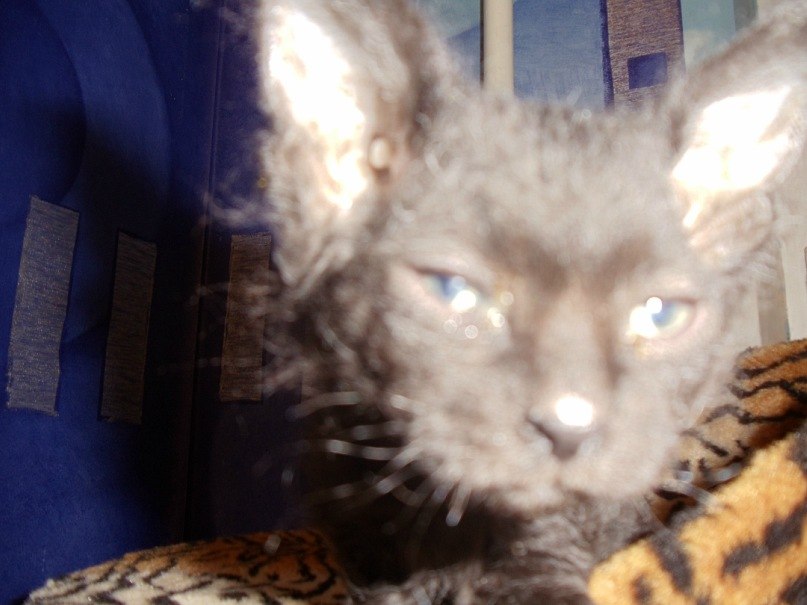 Alex Datsun | Житомир