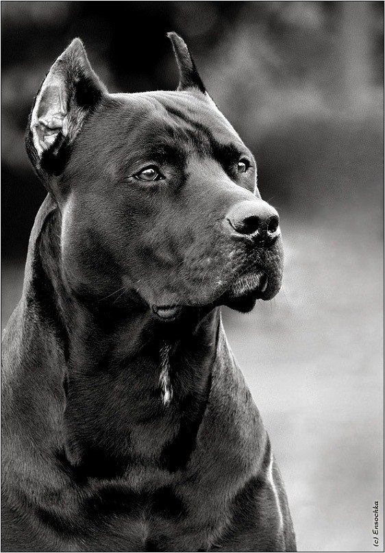 Славка Коваленко ツ | Днепр (Днепропетровск)