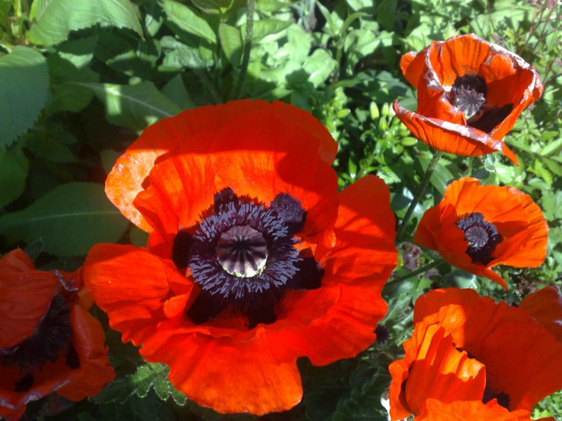 Алексей Яковлев | Москва