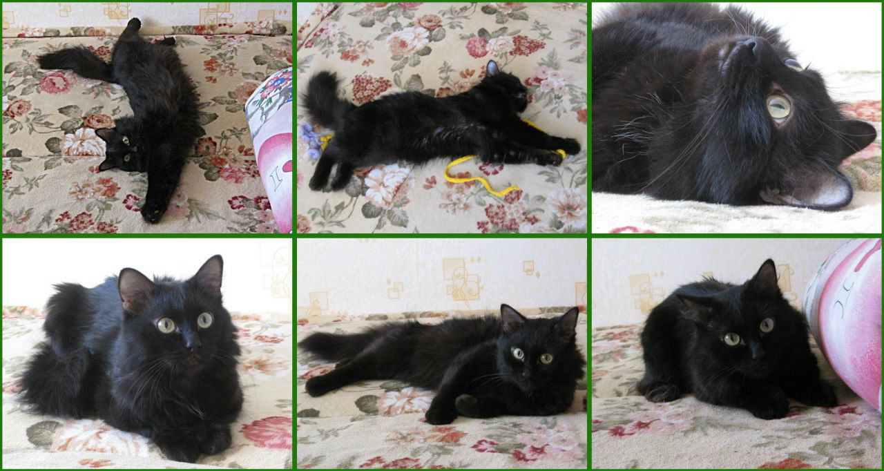 Lynx Yelloweyes with | Екатеринбург