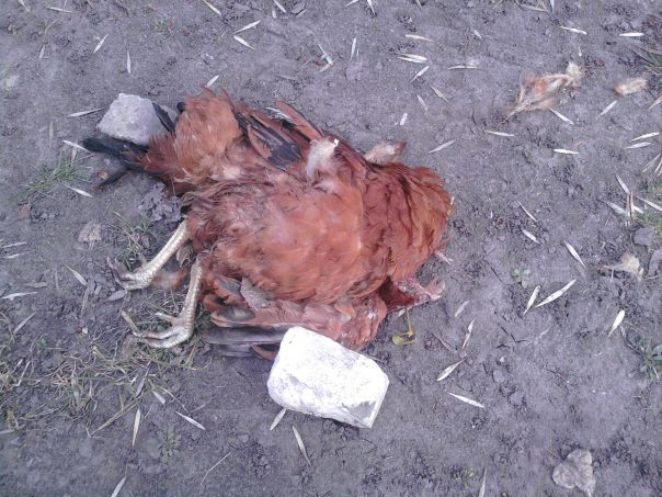 №108, Ольга Царенко, Черкассы №108, Ольга Царенко, Черкассы