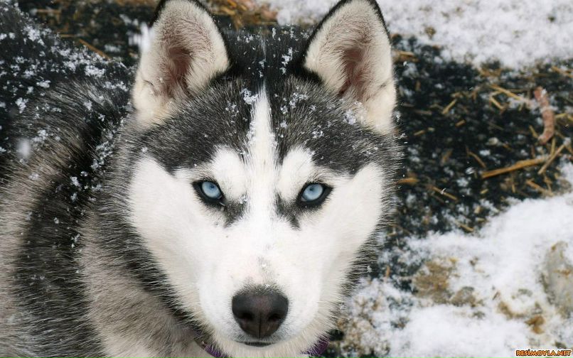 Оля Контарева | Москва
