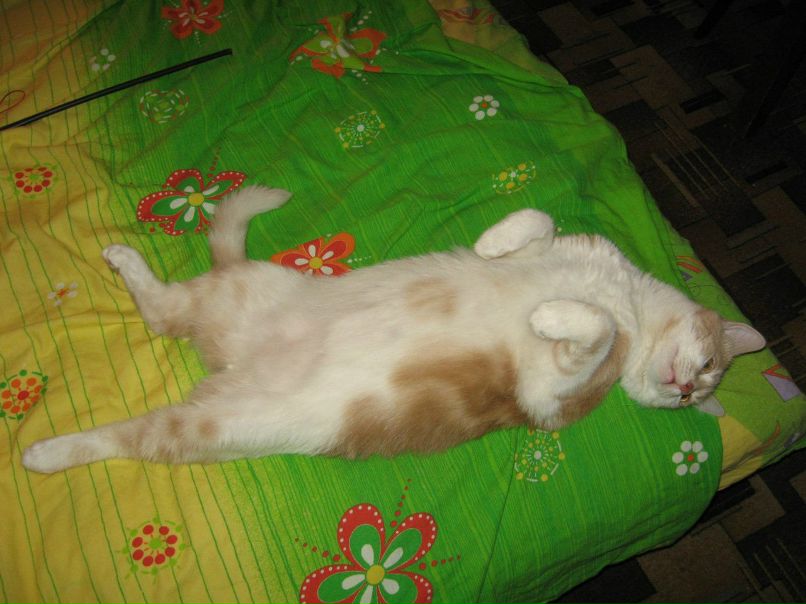 Наталья Никифорова | Санкт-Петербург