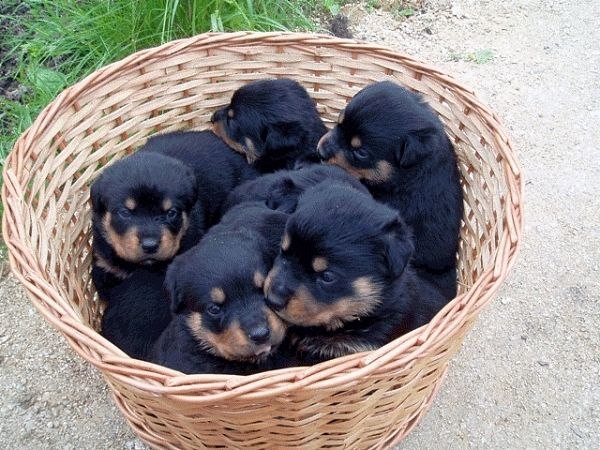 Татьяна Горбовая-Яценко | Луганск