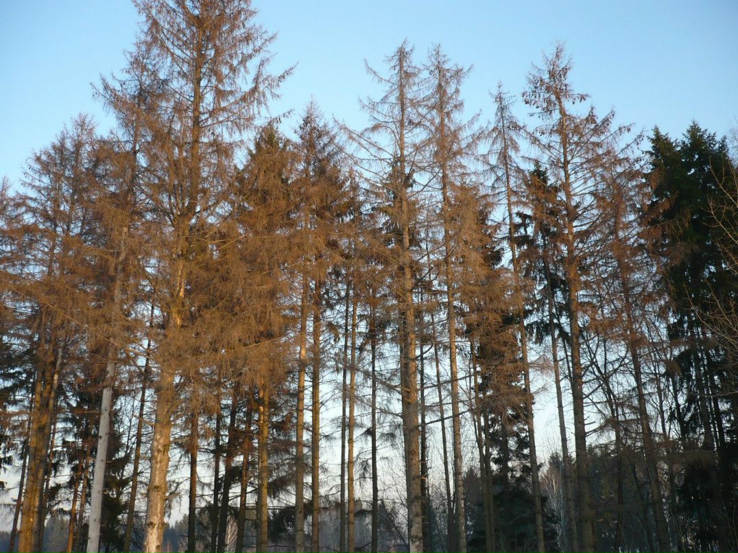 Елена Вахрамеева | Ижевск