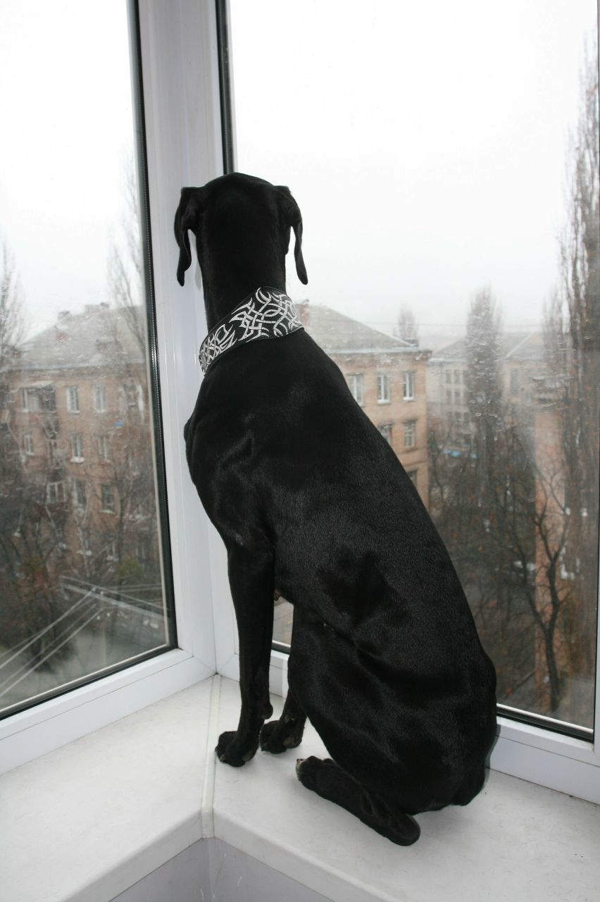 Scan Headdram | Киев