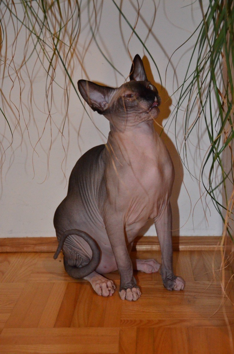 Katy Borodai | Neuhofen an der Krems