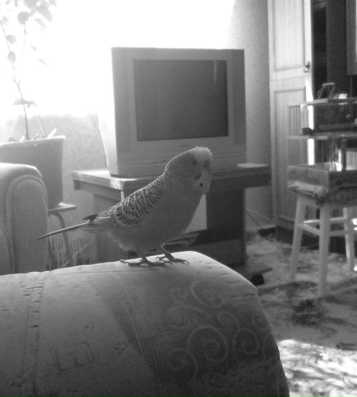 Александр Даланов | Балаково