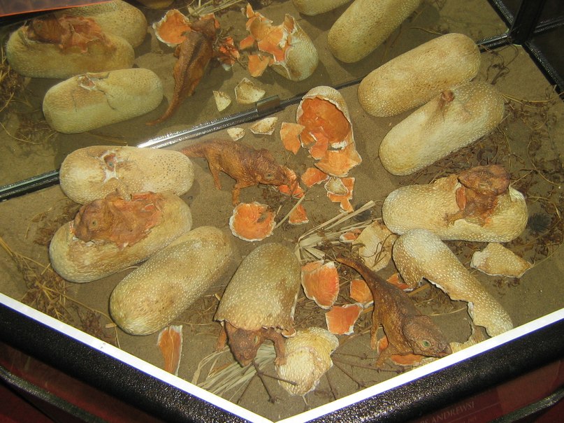 Диана Кротова | Киров