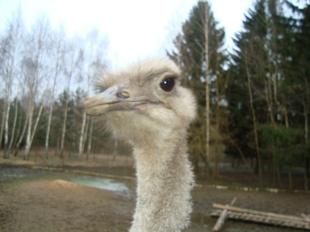 Александр Павлович | Пинск