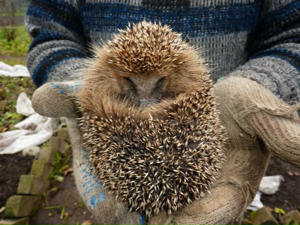 №4, Татьяна Ермолаева №4, Татьяна Ермолаева