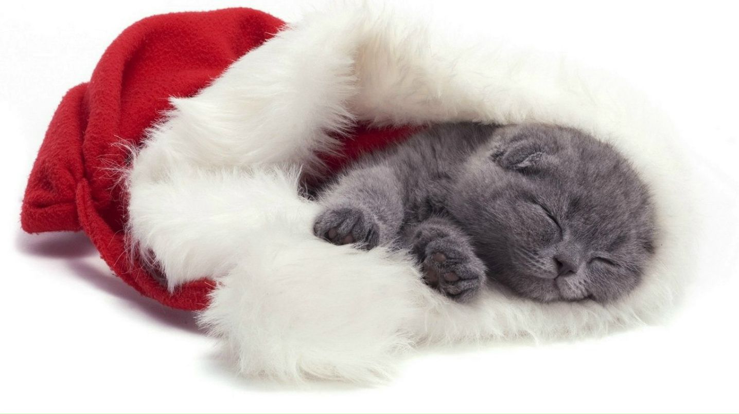 Максим Сотник Васильевич | Кропивницкий / Кировоград