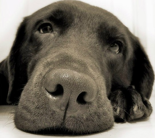 Sho Ta медоед | Москва