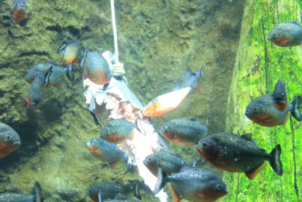 Николай Суярко | Москва