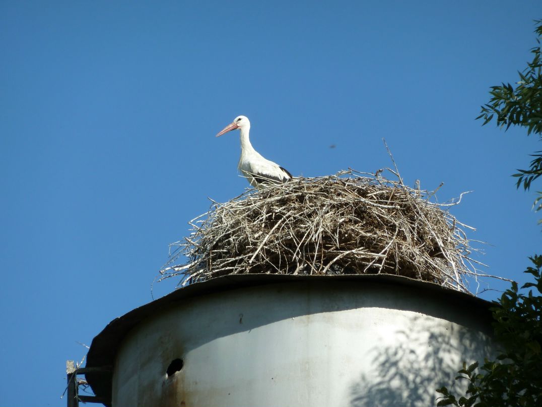 Елена Цесарь | Москва