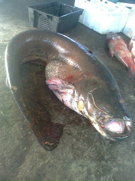 №55, Виктор Герен, 44 года, Днепр (Днепропетровск) №55, Виктор Герен, 44 года, Днепр (Днепропетровск)