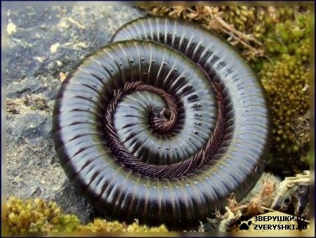 №146, Дмитрий Соломин №146, Дмитрий Соломин