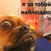 Аватар: Maдам Бовари