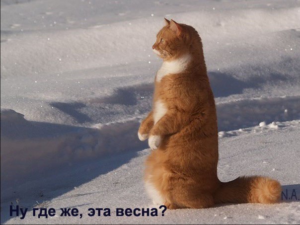 Влад Большанский Matcom | Санкт-Петербург