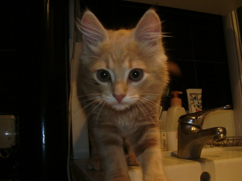 Татьяна Козловская | Киев