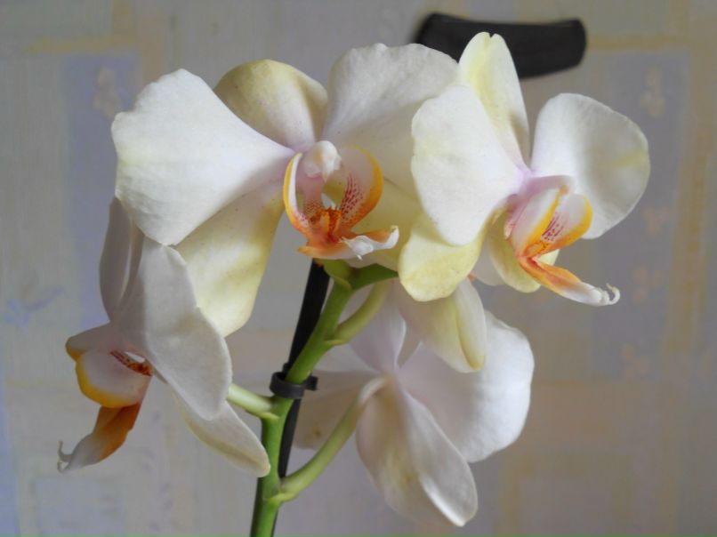 Юлия Логунова | Санкт-Петербург